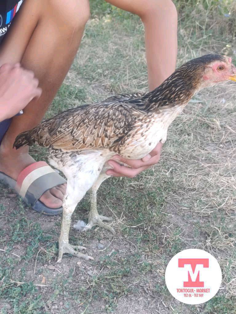 Салам алейкум жаамат дакен жожо сатылат