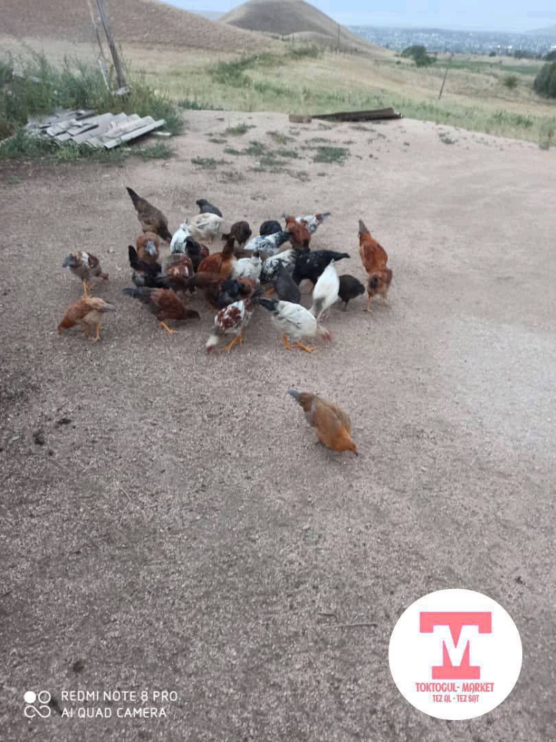Жожо токтор сатылат 5 айлык