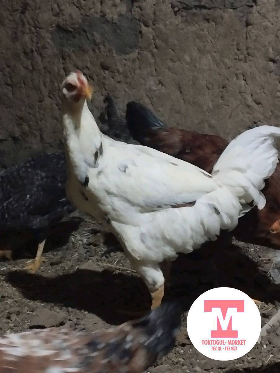 ушул 2ак жөжө 🐔 сатылат 2котен короз чоңоюп калган