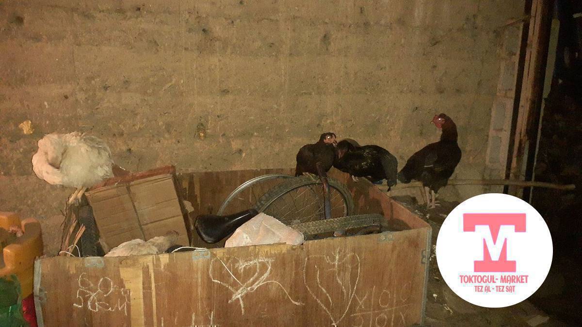 ассалам алейкум  чала дакен короз   600   чала дакен мекиш 700 кыргыз мекиш 500 с жожо короз 450 с эки ак тоок 400 сомдон темир канат жожолор 200 сомдон
