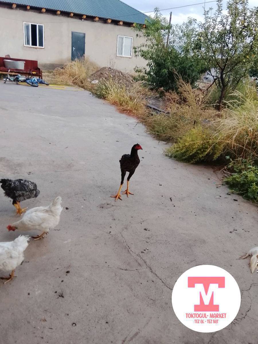 Жөжө дакен 5 айлык