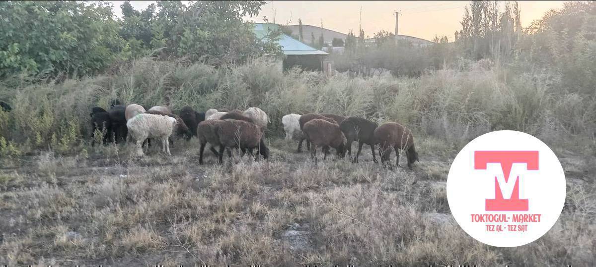 козулар сатылат ургачы ибычмал сойушка