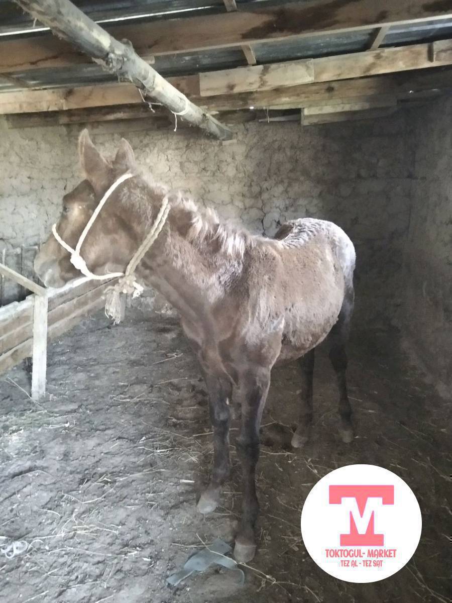 тай сатылат келишим баада