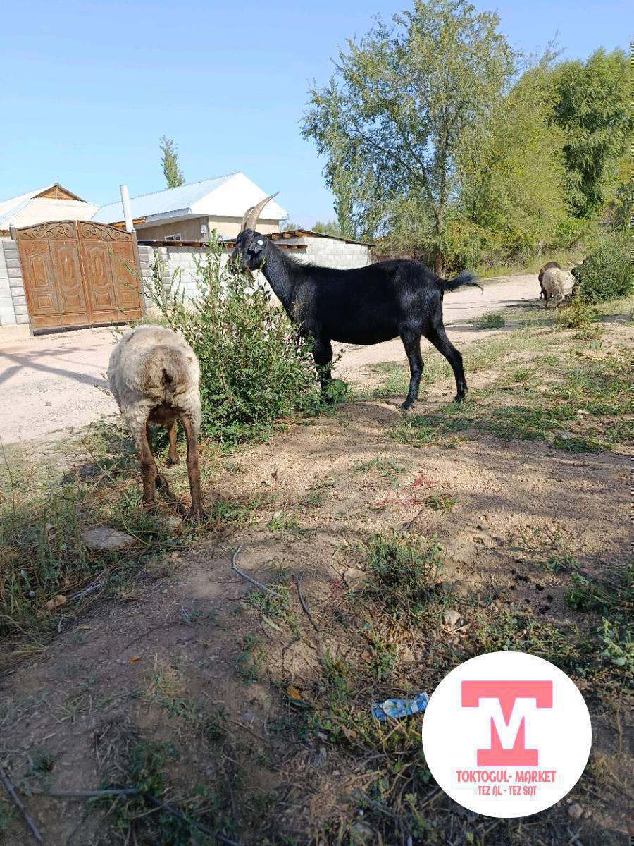 эчки улактар сатылат