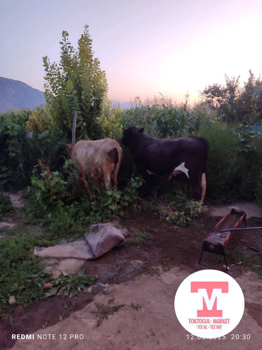 сүзөнөк бука чарбага  же семиз кунаажын болсо алам