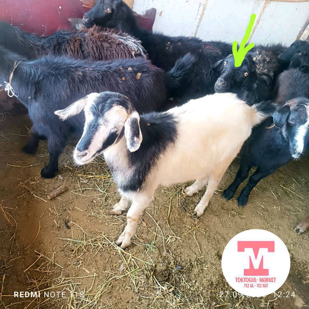 ушул эки тиш серкени кечинде кородон качырдык жүндүү серке уйгак баскан Трассадан Азеке заправка жактан качырдык кимдин короосуна кирип барса сүйүнчүсү бар айтып койуңудар