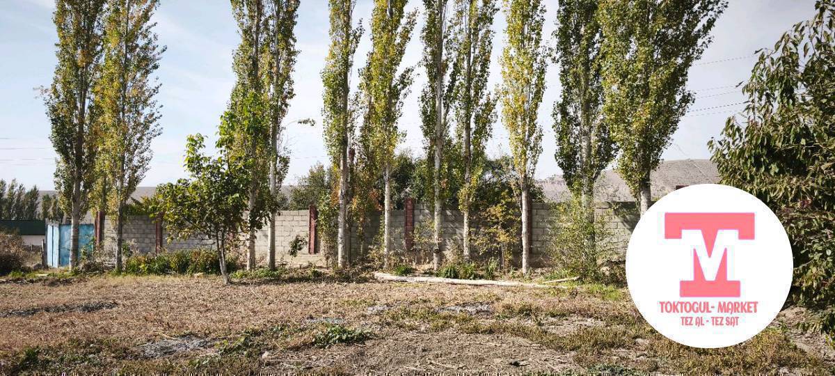 Теректер сатылат ,келишим баада ,озунор кесип кеткиле,адрес Бала-Чычкан,Ыманалы кочосу