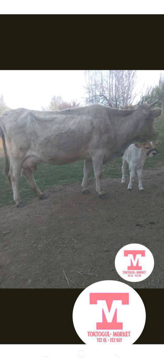 Ушул Уй жок болуп атат торпогу менен коргон билгендер болсо кабарлап койунуздар