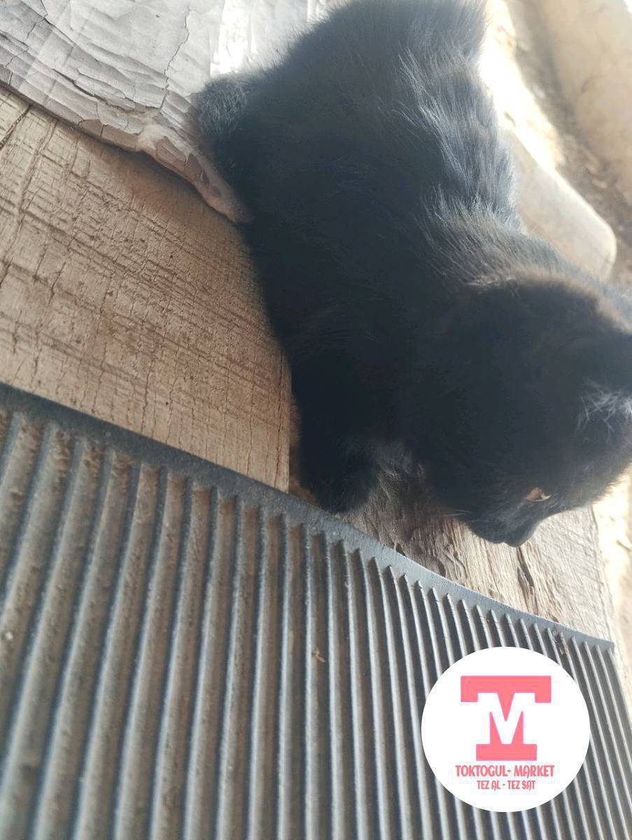 бекер алып кетиңиздер 5оо бар тамак сүт ичип калышкан