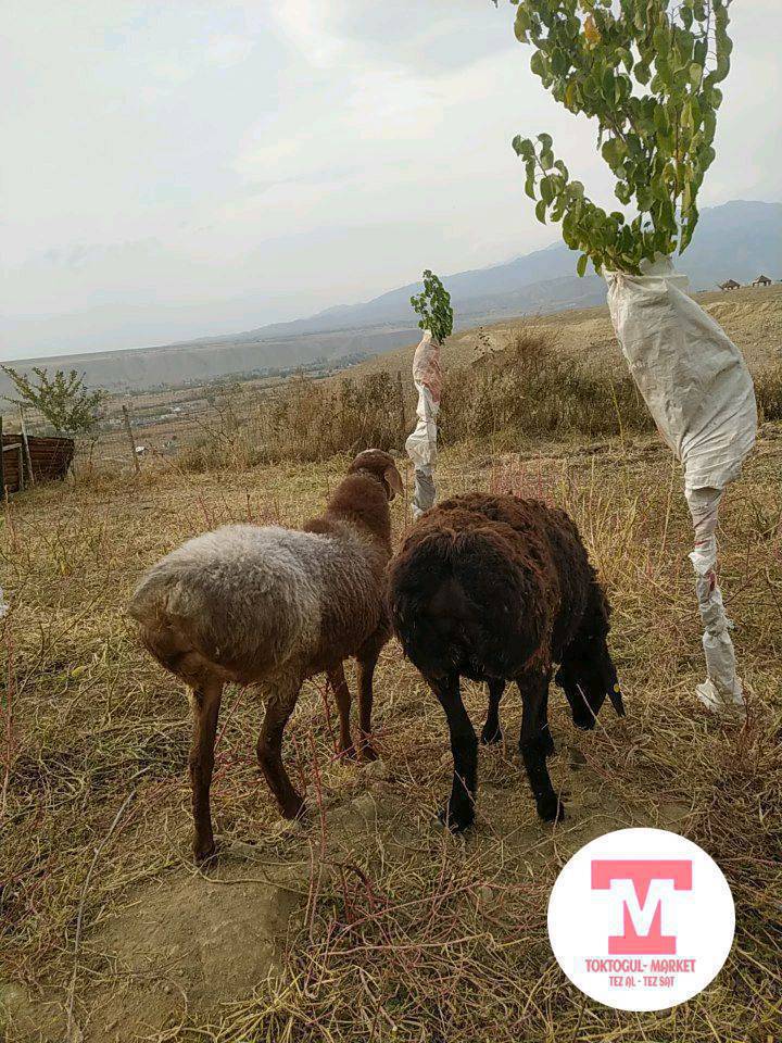 кызыл бычмал кой союшка сатылат