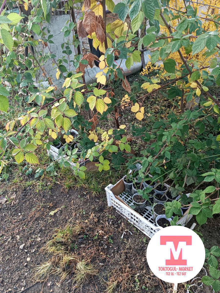 Ежевика кочоттору сатылат.Сорту лохнес.Тушуму мол.