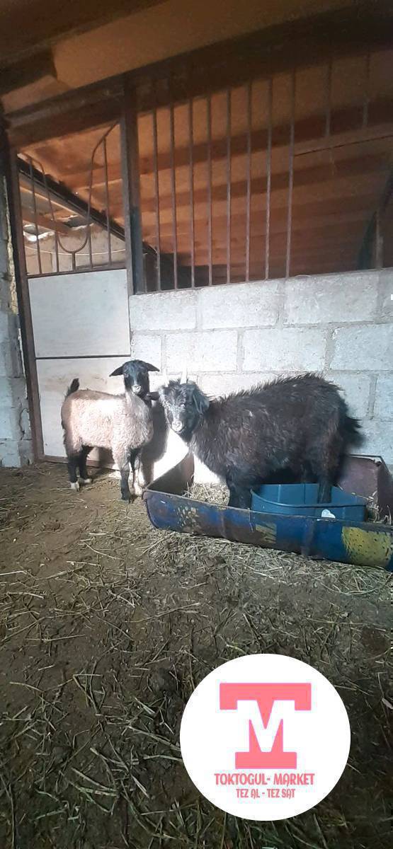 улактар сатылат экотен  ургачы   5000 сомдон кеми бар