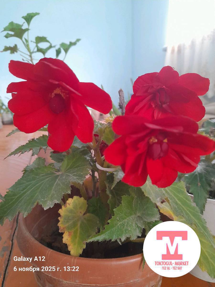 Ушул суроттогу гулдор сатылат.250
сомдон.