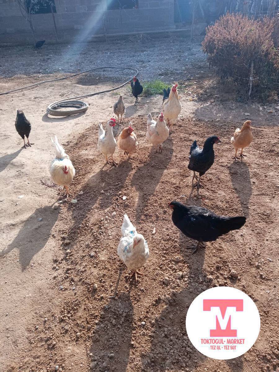 тооктор Жана жожо тооктор сатылат баасы келишим турдо