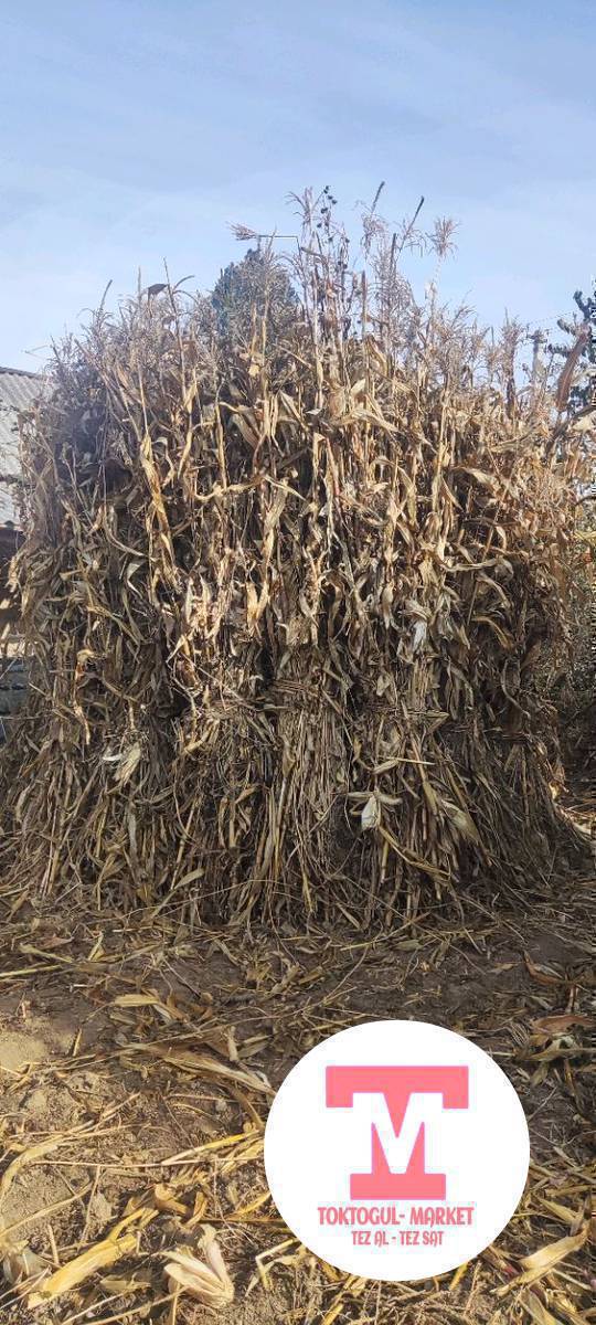 Пая сатылат чоон чон байланган 100 боо баасы 80сом Кызыл тууда