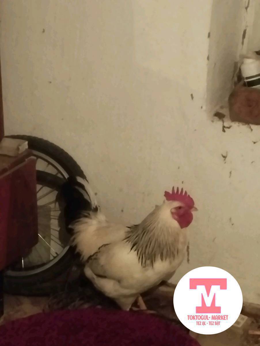 адлер короз сатылат