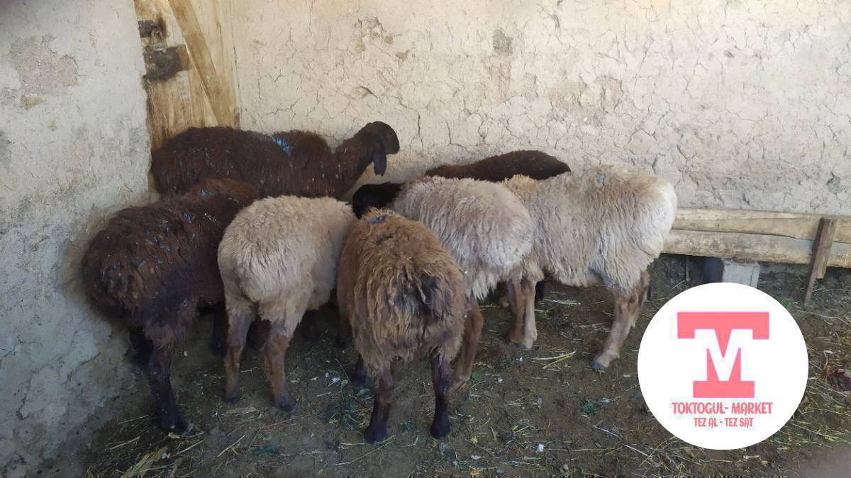 козулар сатылат 
5 ургачы 
2 бычмал 
союшка 14000 сомдон 
орточо 13000 сомдон 
 0700466557 
АДРЕС КЫЗЫЛТУУ