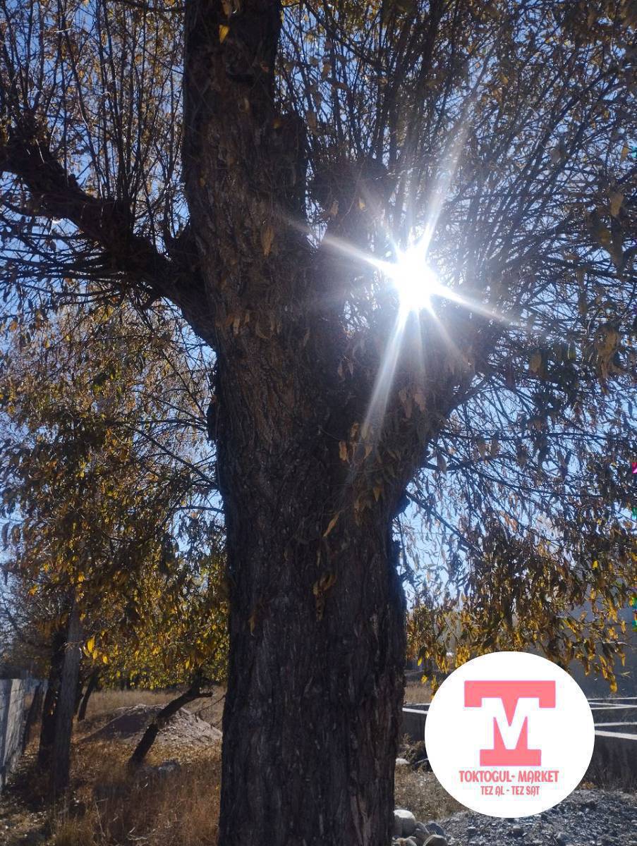 ушул каратал сатылат кыйып кеткиле