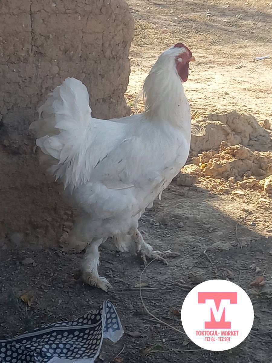 Бир жылдык корос сатылат 1500