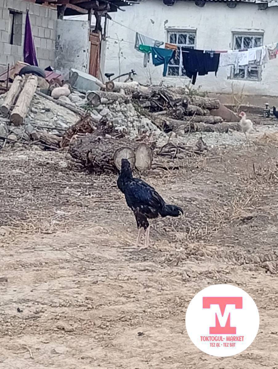 ушулар сатылат баасы келишим түрдө чалгыла