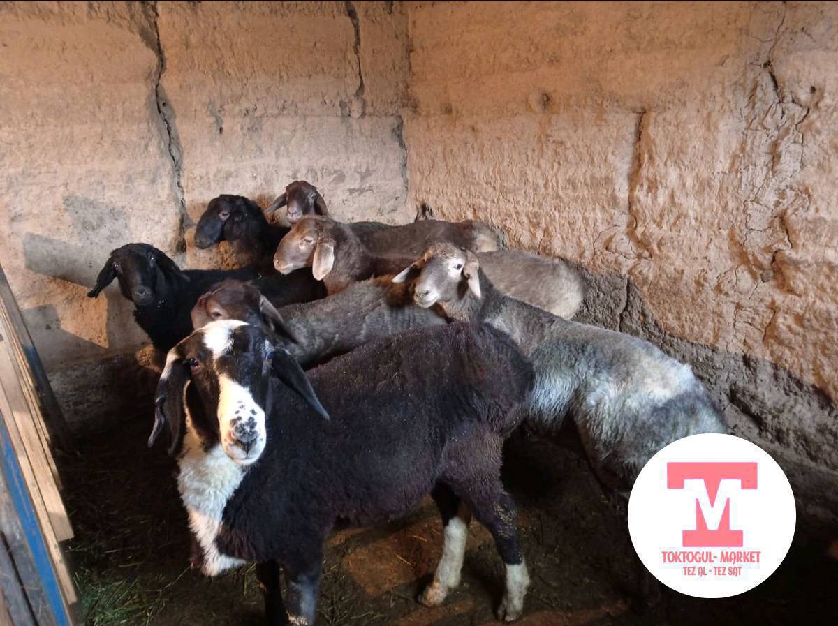 семиз козулар сатылат.  Токтогулда 
17миң ден , 20миңге чейин