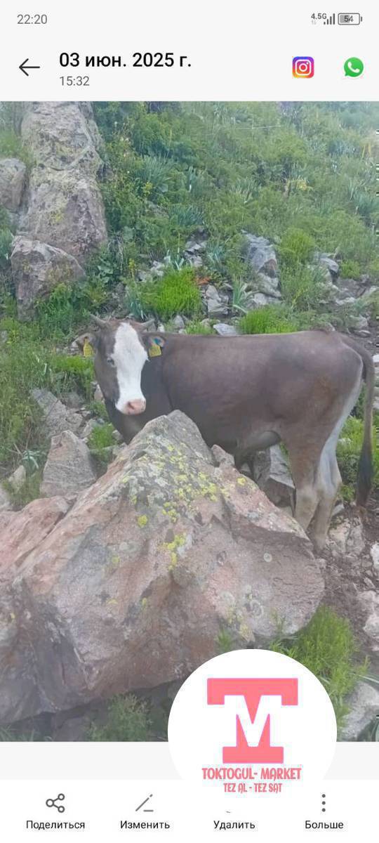 ушул кунажын жок болуп катат тегеректен коргондор болсо кабарлап койгула