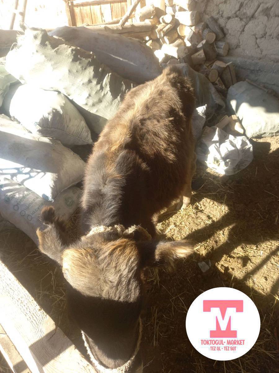 Еркек торпок сатылат ден соолугу
ичкен жегени жакшы 35000 мин.