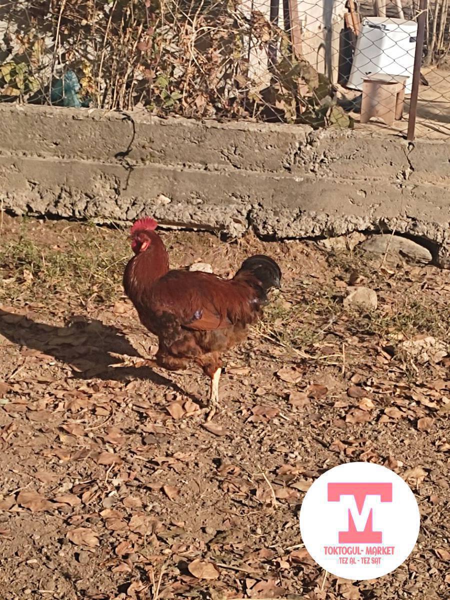 Короз Сатылат 1500