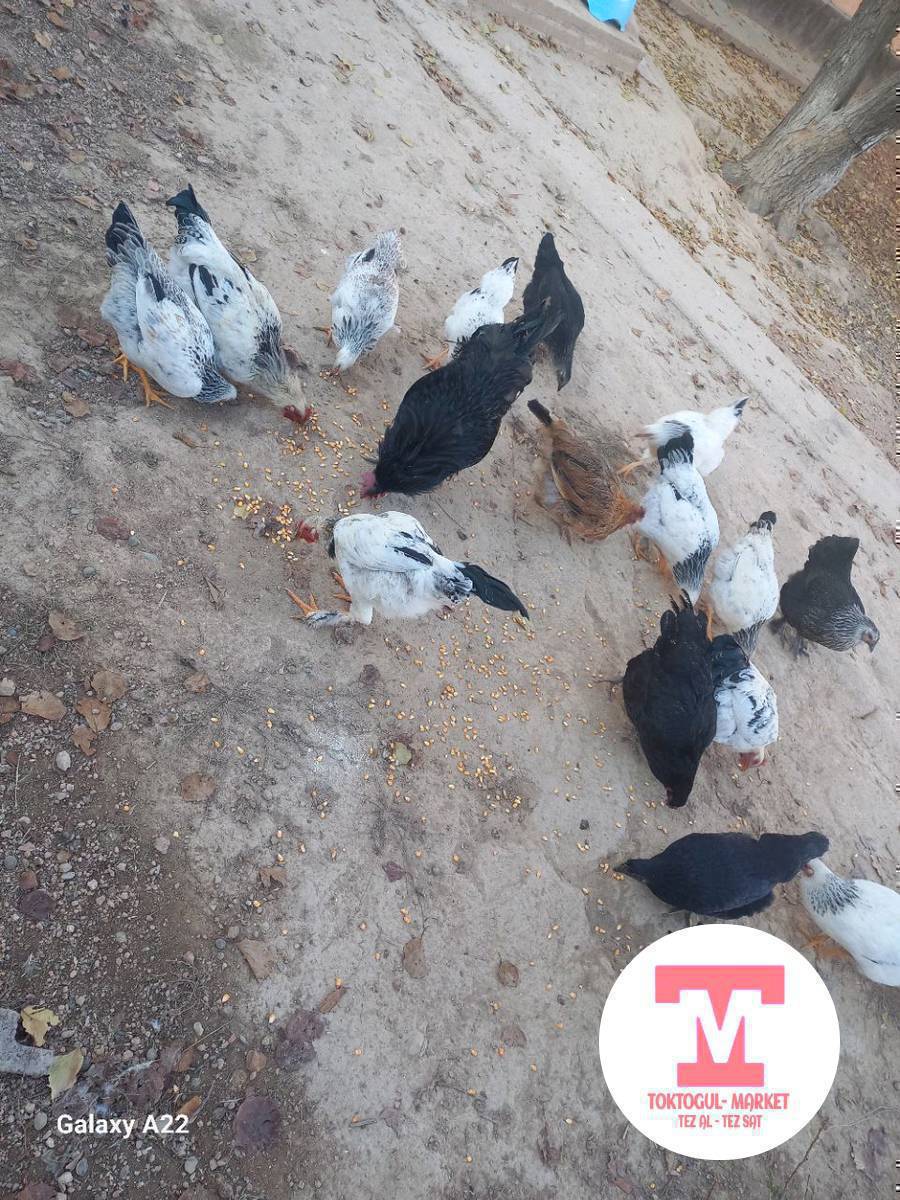 тооктор сатылат келишим баада