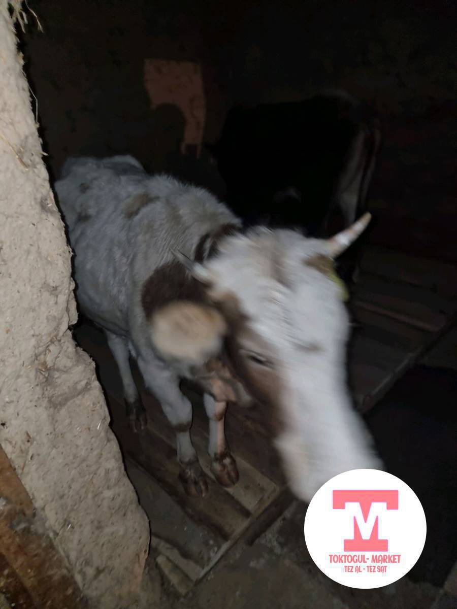 ушул еки уй түндө көчөдө жүрүптүр камап койдум келип алып кеткиле