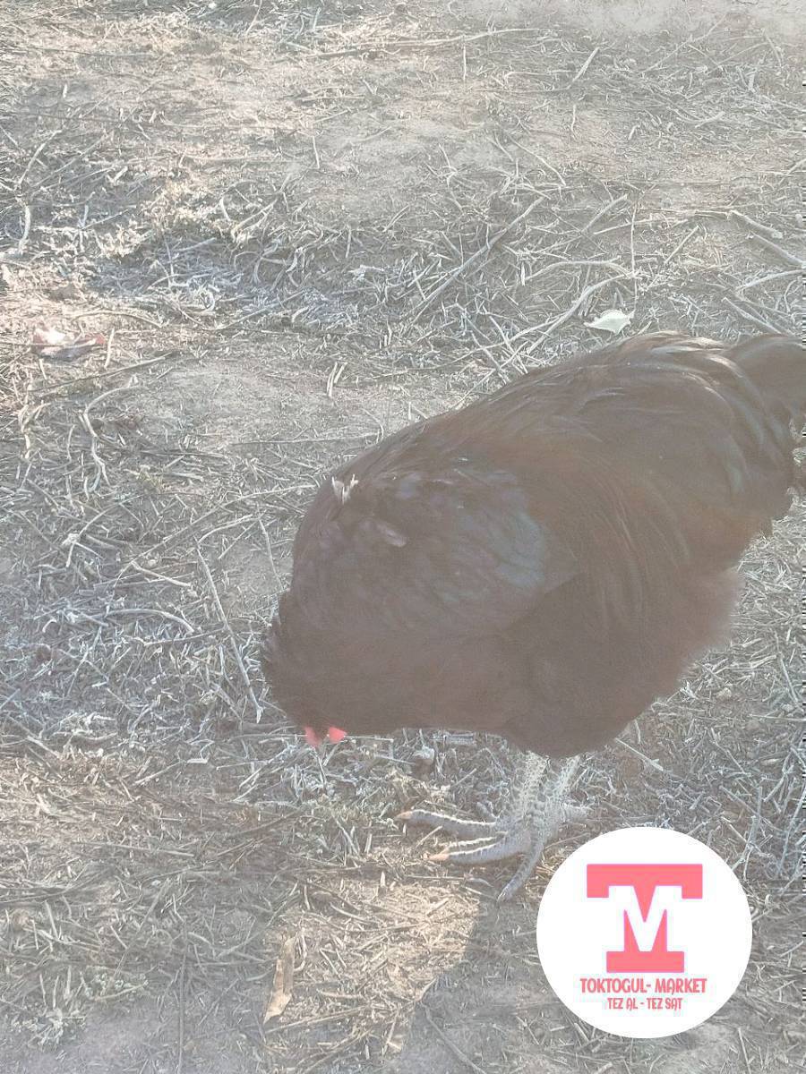 короз сатылат, жерси гигант порода