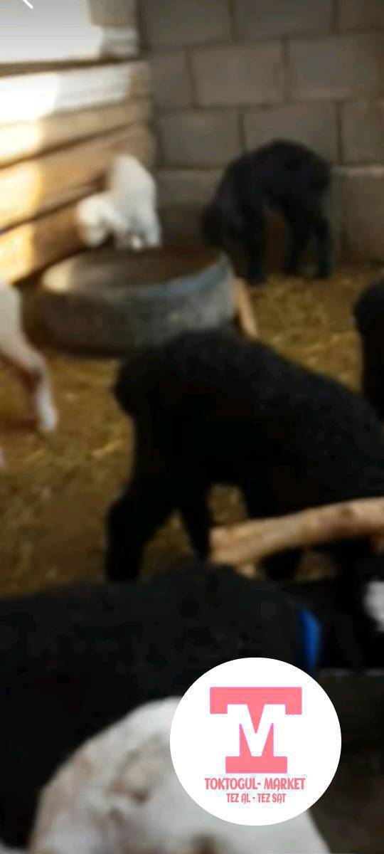 жетим козулардан сатып Алам 1500 дон 3000 минге чейин