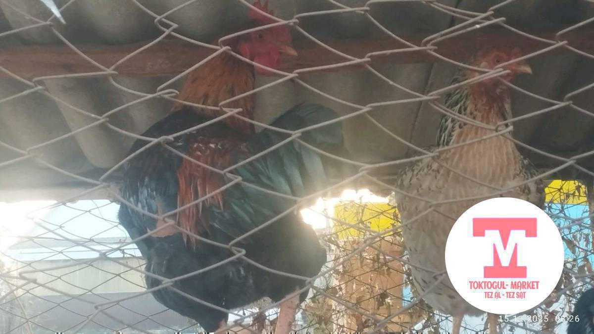 ушул эки короз сатылат 
1000с