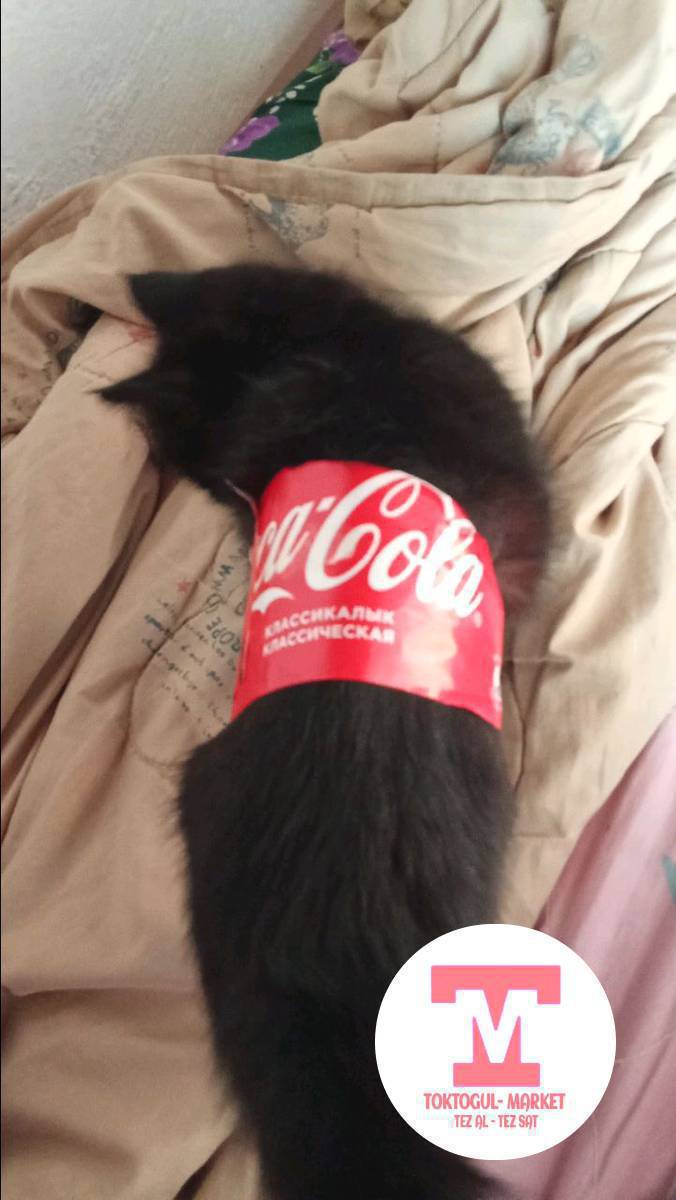 домашний мышык болсо алат елем жеткирип берген