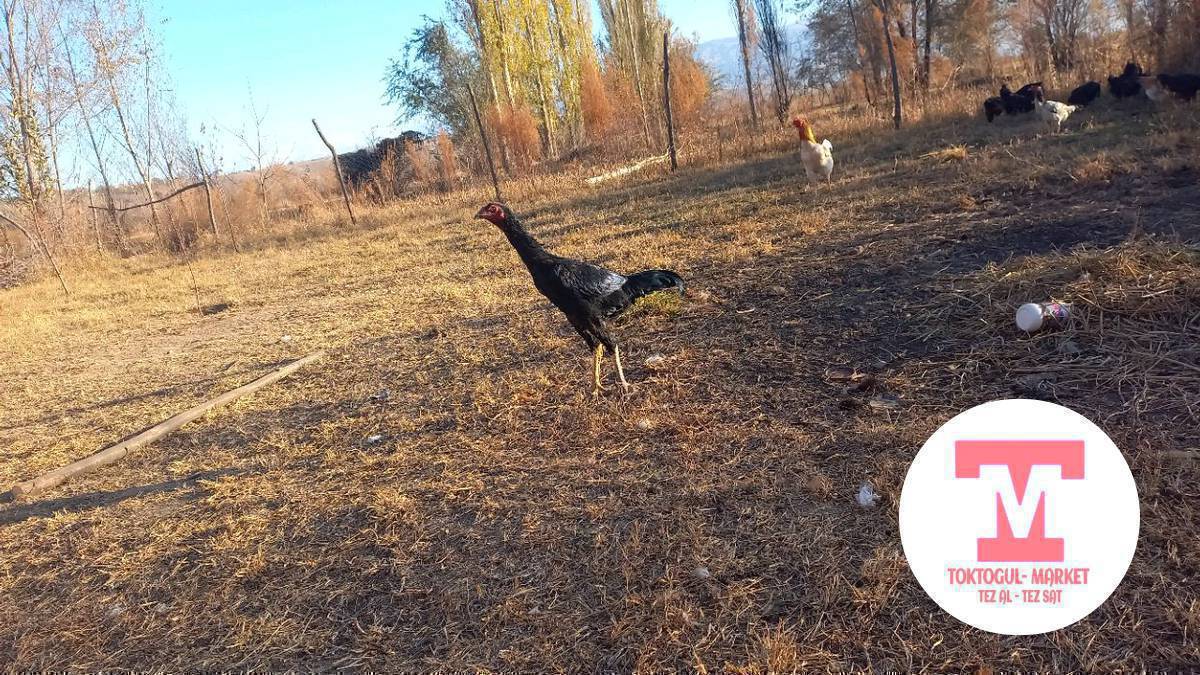 дакен короз сатылат жазда чыкан жожо баазы 2000 сом