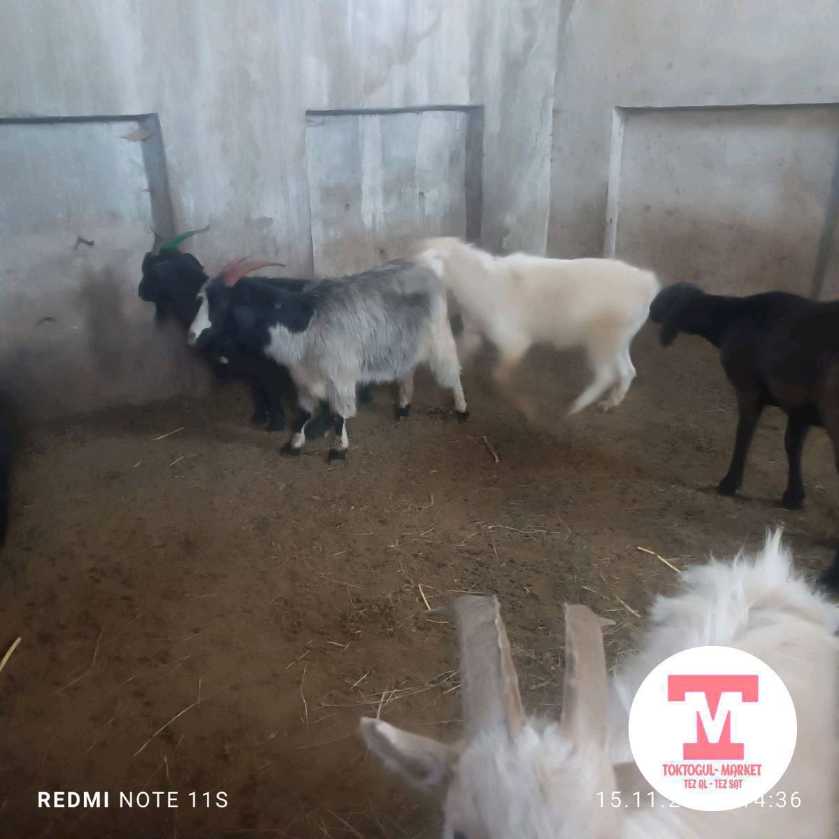 Сойушка Чоң семиз эчки 
козу 
эки тиш Серке 
чарба козу
Семиз Улактар сатылат. 
Адрес Токтогулда эски Малбазардын жанында.