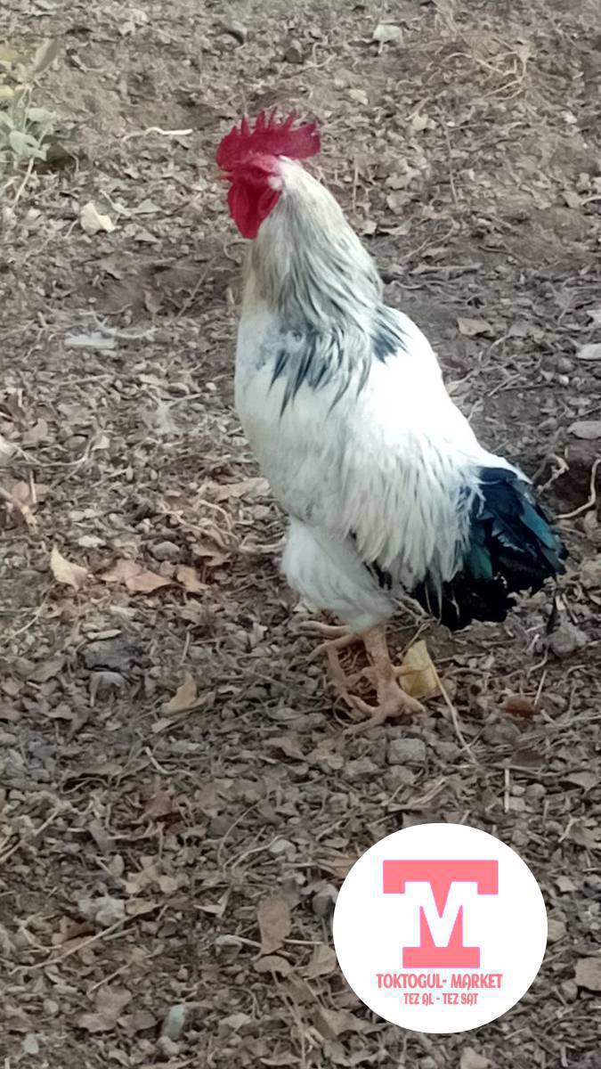 Адлер короз чожолор сатылат