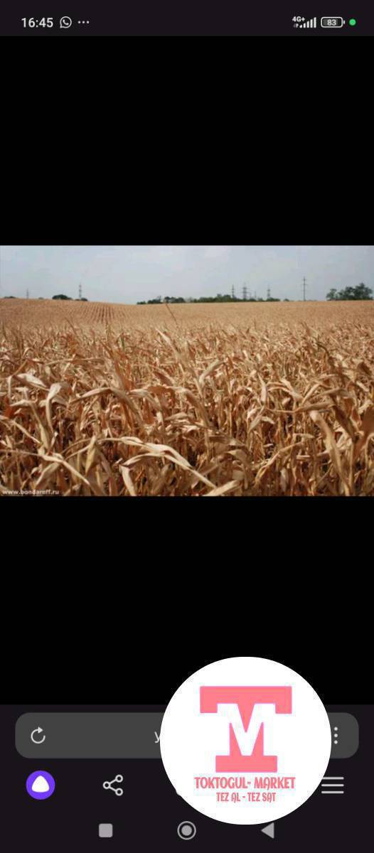 пая сатылат былтыркы,сарайдын ичинде бай тигилип турат