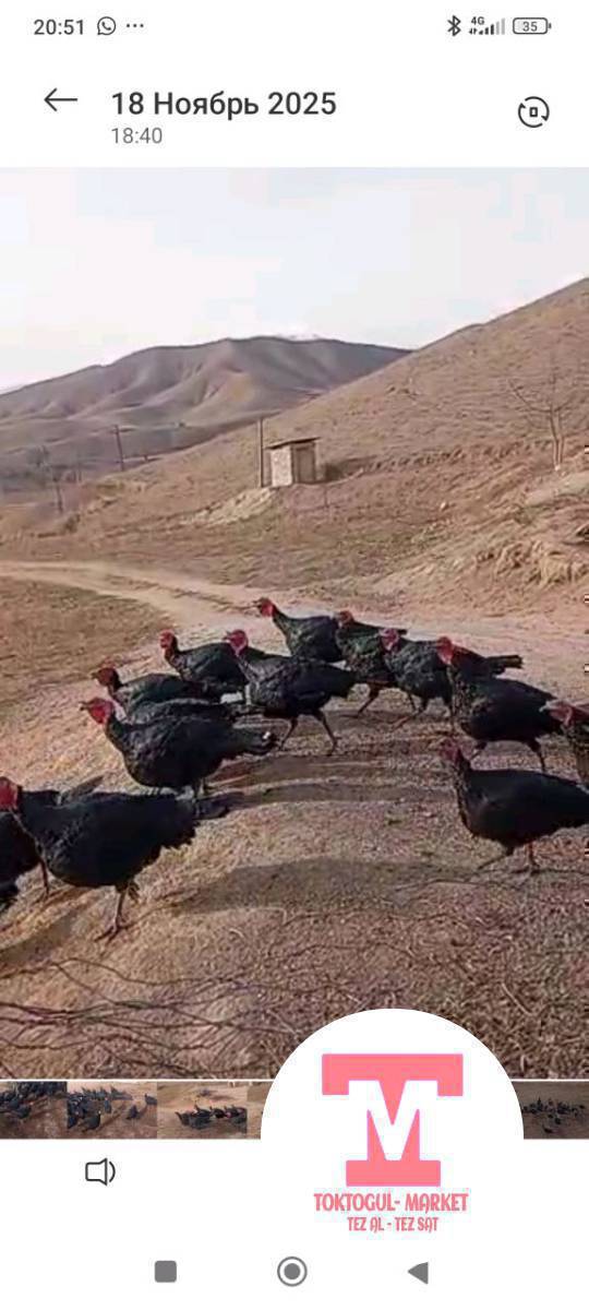 Ушул Үндүктөр сатылат этүү, союшка жарайт болор баасы 4000 сом!