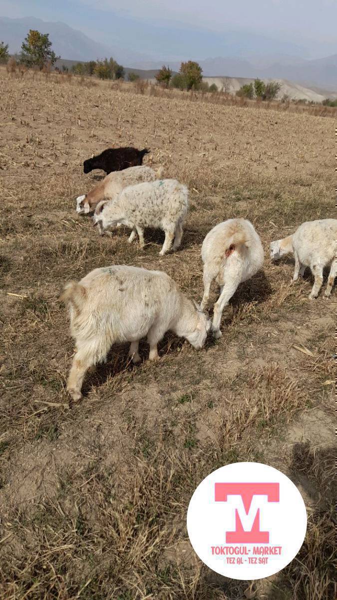 Эчки улактар жана текелер сатылат келишим баада