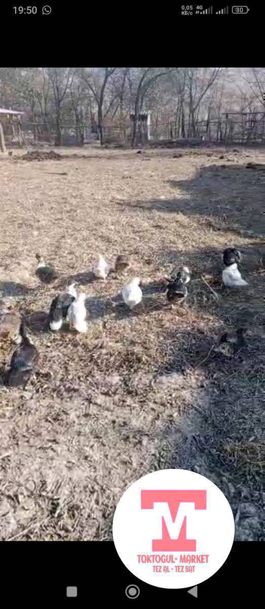 Ордок сатылат.Энеси менен чыгарганына 5ай болду.