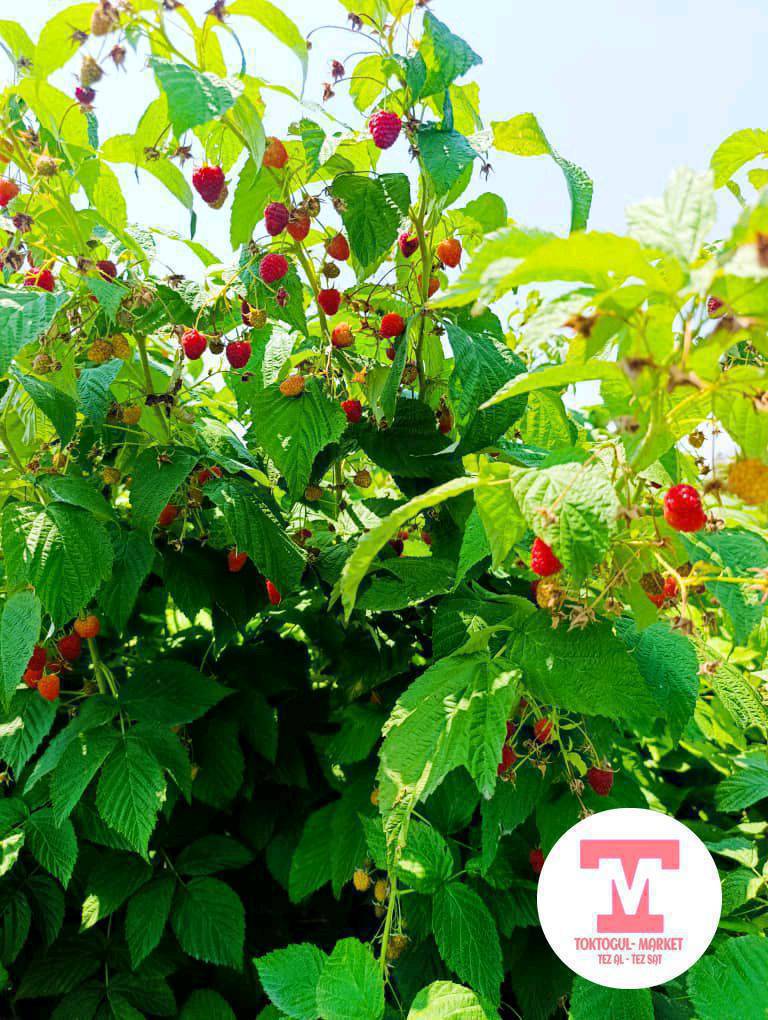 полана көчөт сатылат.10 сомдон