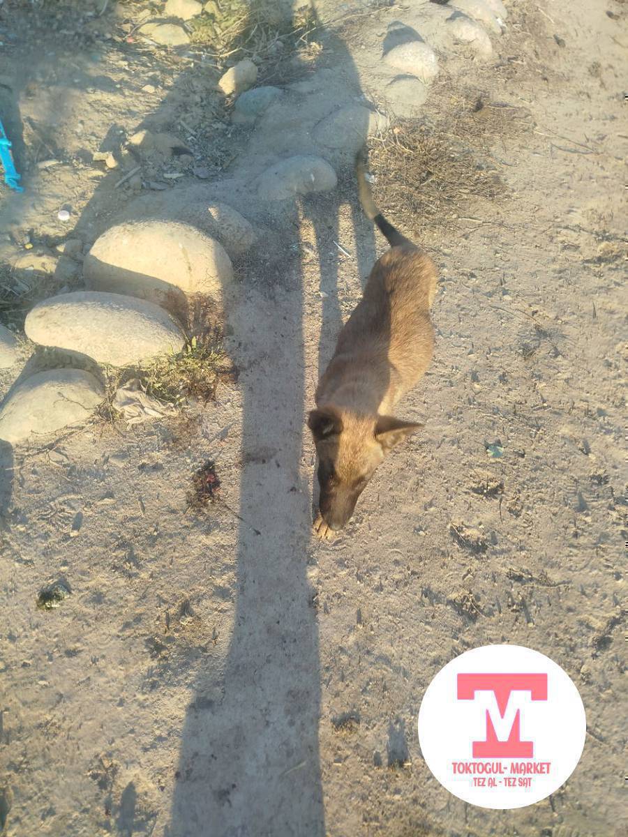 Салам алейкум ушу Белинский кучук сатылат баасы 17000 сом алмашу жолдорру бар жакшы талашкан ит болсо чонурак ит болсо алмашам эркек болуш керек