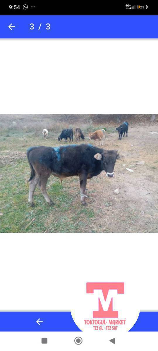 ушул торпоктор эски мал базар жактан жоголду суйунчусу бар