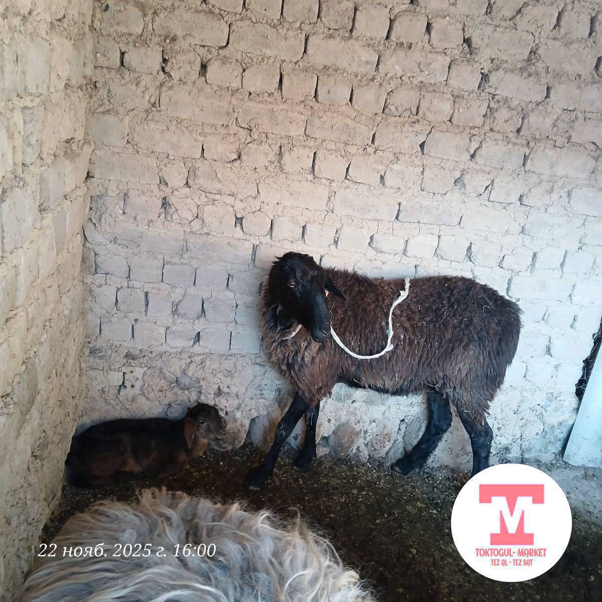 кечээ мал базарда ушул козулуу койду саткан аке мага сөзсүз байланышка чыгып койунуз кемчилигин айтып сатсаныз болмок экен