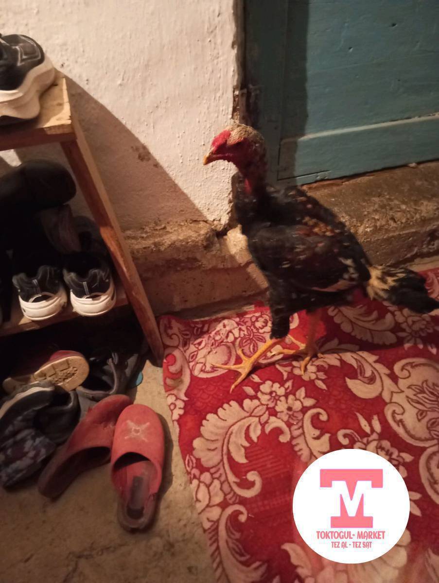 сатылат 2500 адмен бар базып калган таза дакенге