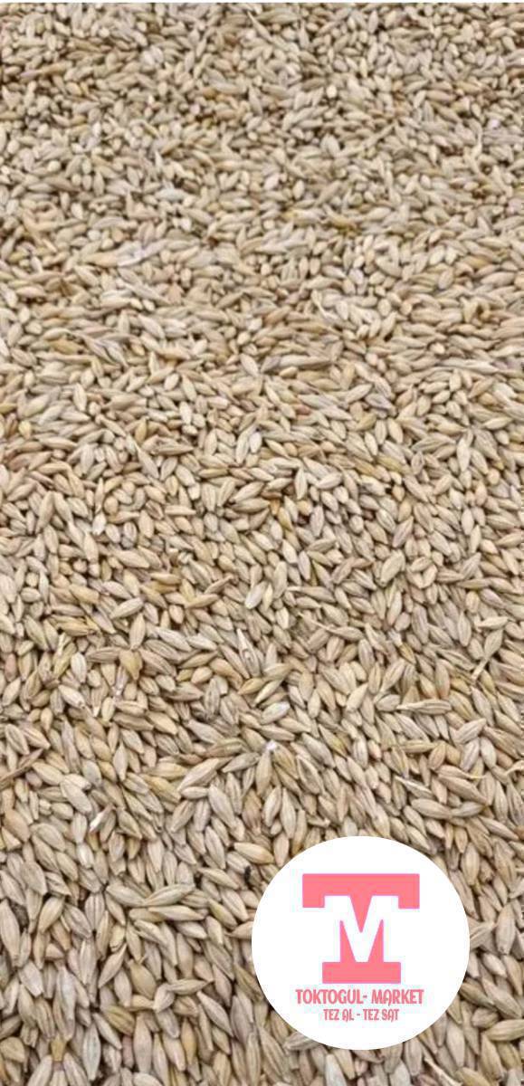 Бир тонна таза арпа сатылат. Токтогулдун арпасы.