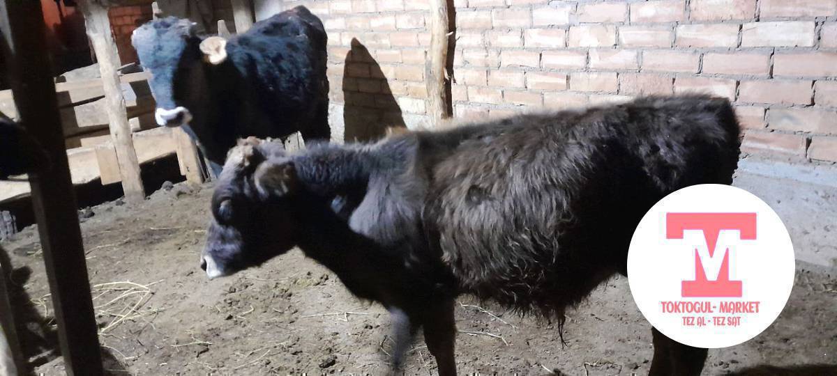 ушул торпок сатылат басы 40 мин сом