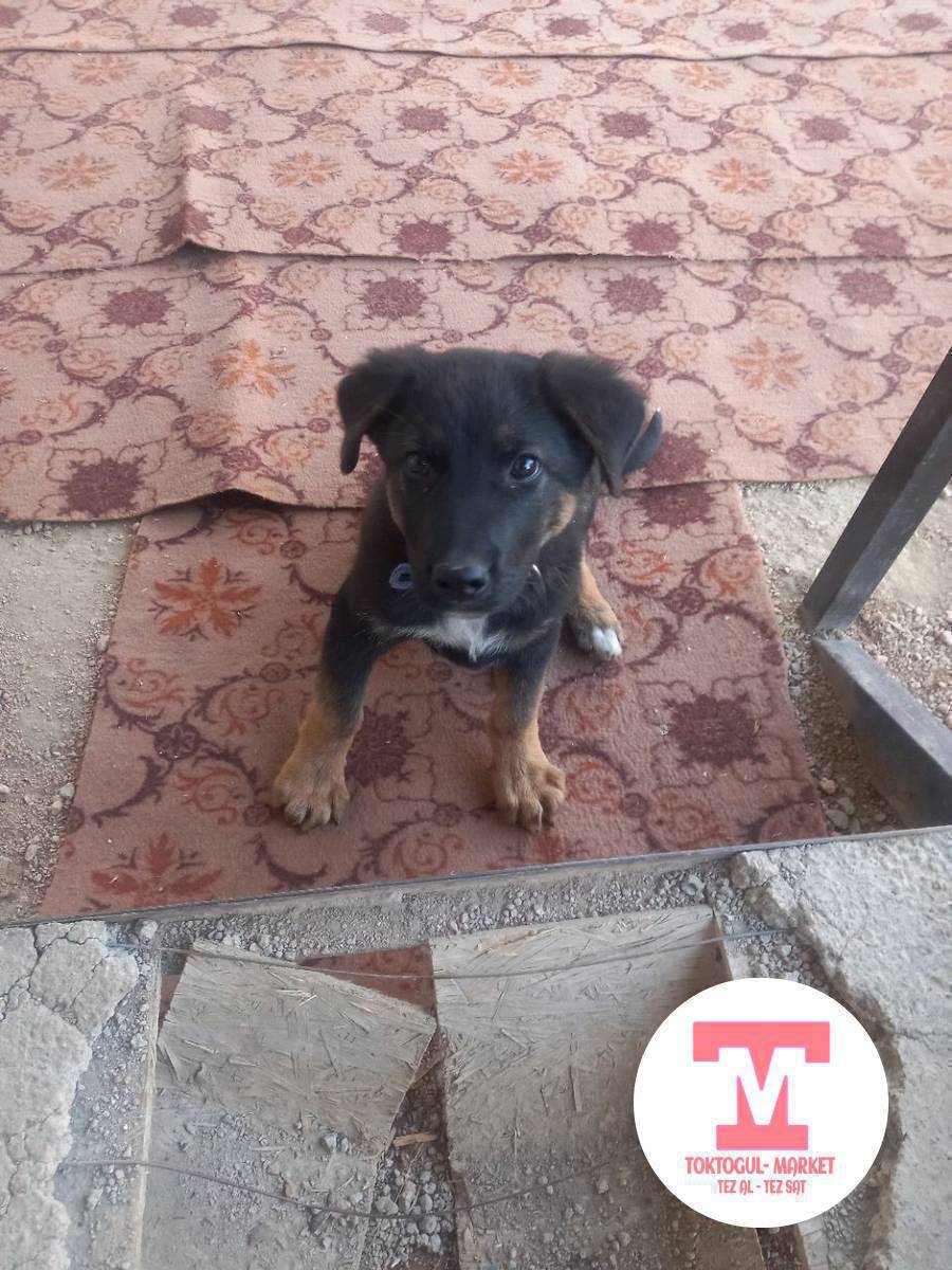 ушул авчарка кучук жок болуп жатат камсомолдон табып алгандар болсо 0707929620номерине кабарлап койосуздарбы куйругу ак арткы буттарыдагы ак