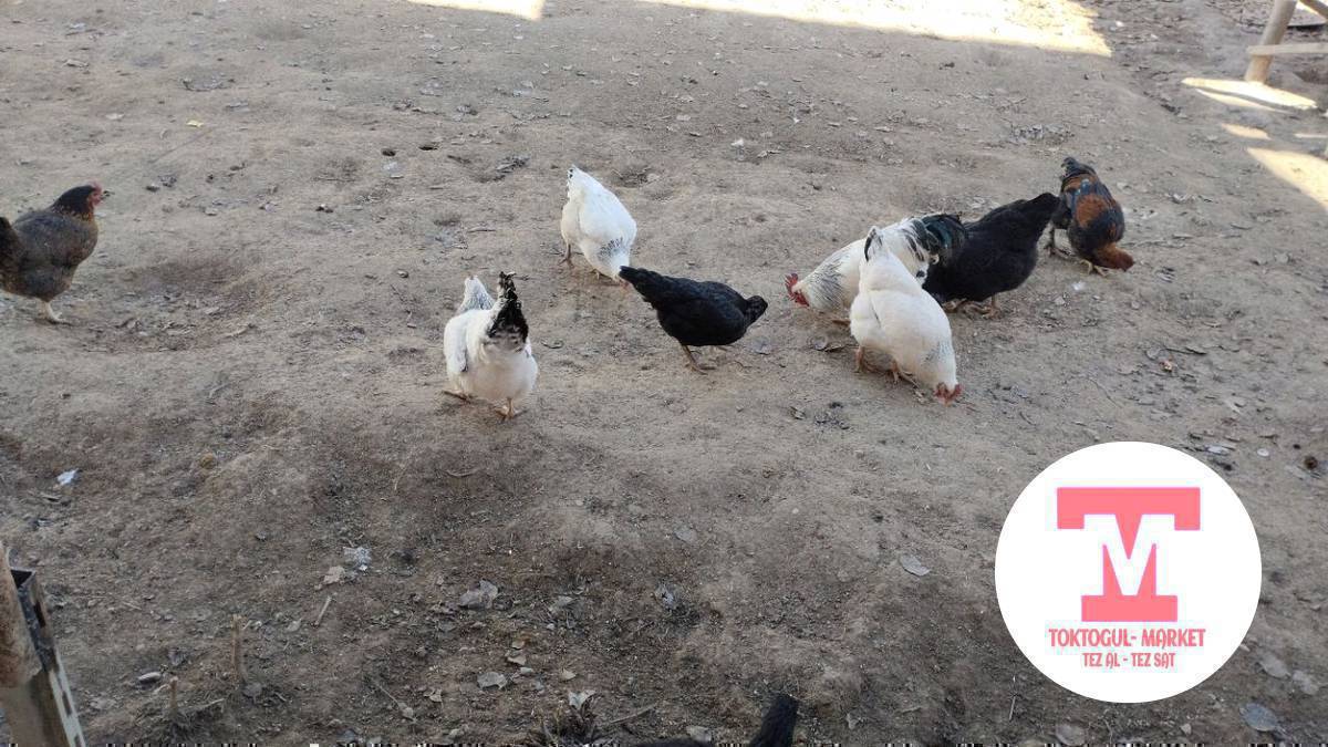 Адлер, аралаш тооктор сатылат.